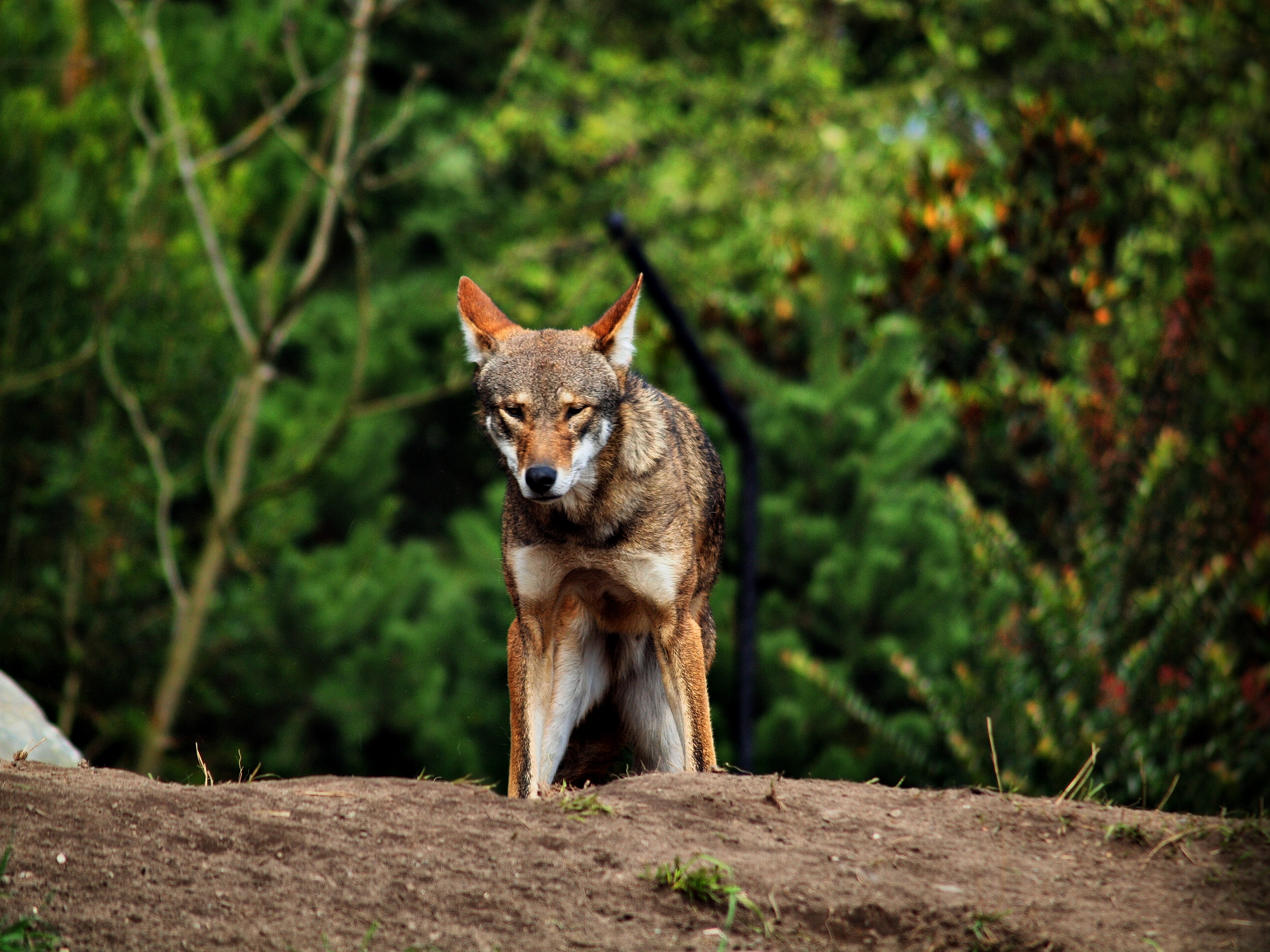 Lobo Vermelho
